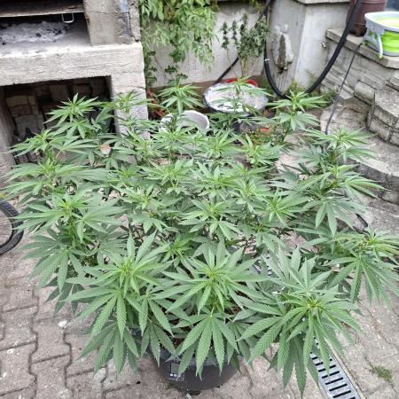 Rootinn Pre-Mix