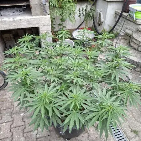 Rootinn Pre-Mix