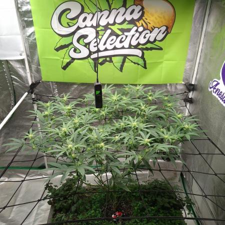 Canna Selection Livingsoil