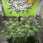 Canna Selection Livingsoil