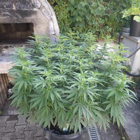 Rootinn Pre-Mix