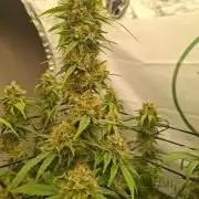 Rootinn Pre-Mix