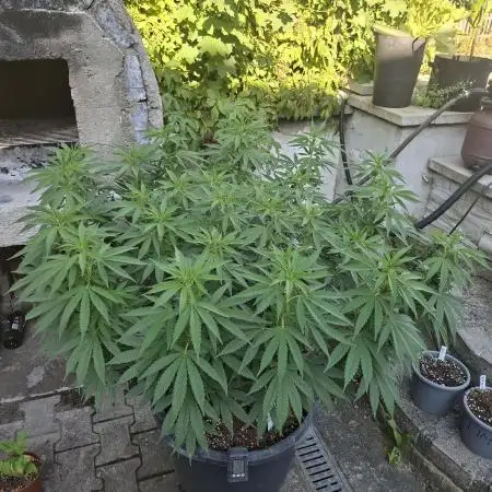 Rootinn Pre-Mix
