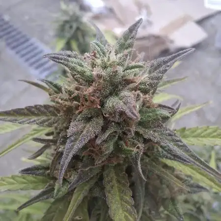 TESTGROW HY-Pro Dünger