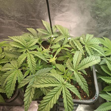 Permanent Marker Pheno 2