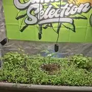 Canna Selection Livingsoil