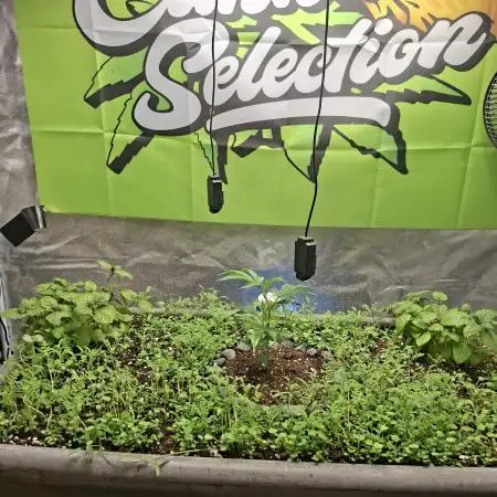 Canna Selection Livingsoil