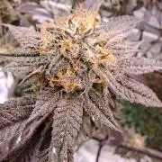 Canna Selection Livingsoil