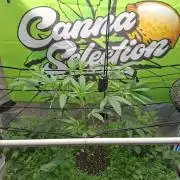 Canna Selection Livingsoil