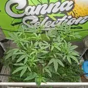 Canna Selection Livingsoil