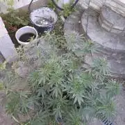 Rootinn Pre-Mix