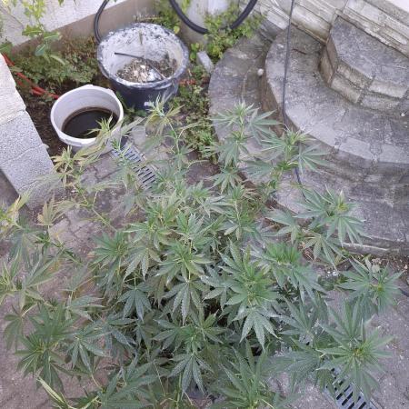Rootinn Pre-Mix