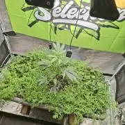 Canna Selection Livingsoil