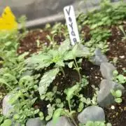 Livingsoil