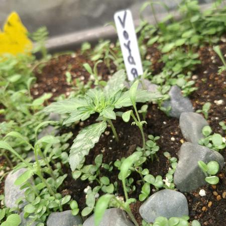 Livingsoil