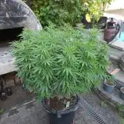 Rootinn Pre-Mix