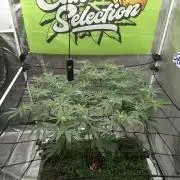 Canna Selection Livingsoil