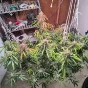 Attempting a staggered grow