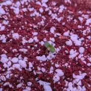 A purple and fruity Fastbuds trio