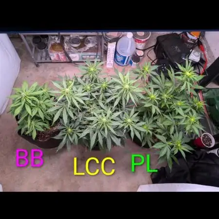 A purple and fruity Fastbuds trio