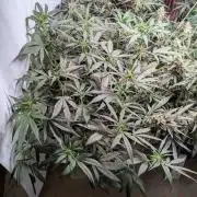 Attempting a staggered grow