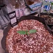 Attempting a staggered grow