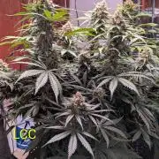A purple and fruity Fastbuds trio