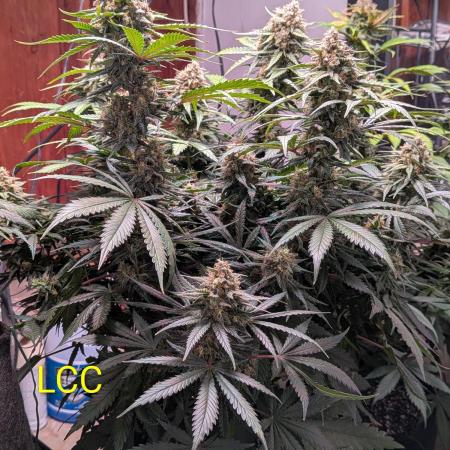 A purple and fruity Fastbuds trio