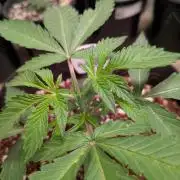 Silly sativas in a sweltering structure