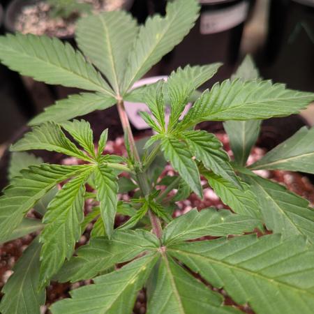 Silly sativas in a sweltering structure