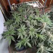 Attempting a staggered grow