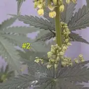 Encouraging plants to get freaky 💋💦🌱