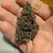A purple and fruity Fastbuds trio