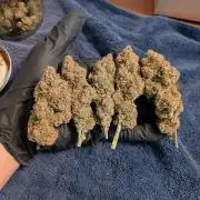 A purple and fruity Fastbuds trio