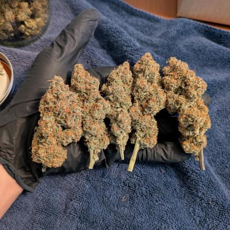 A purple and fruity Fastbuds trio