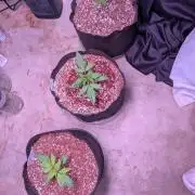 A purple and fruity Fastbuds trio