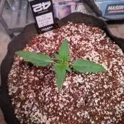 Attempting a staggered grow