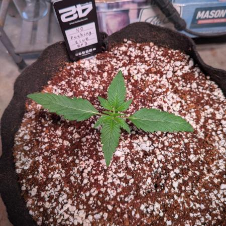 Attempting a staggered grow