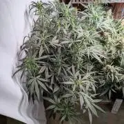 Attempting a staggered grow