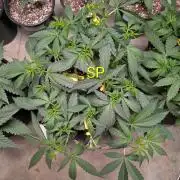 Silly sativas in a sweltering structure