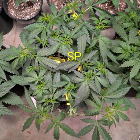 Silly sativas in a sweltering structure