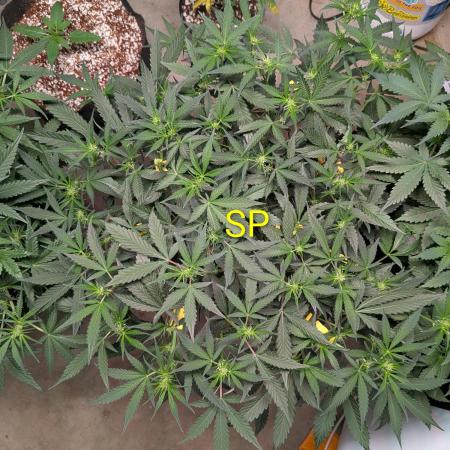 Silly sativas in a sweltering structure