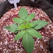 Silly sativas in a sweltering structure