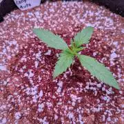 A purple and fruity Fastbuds trio