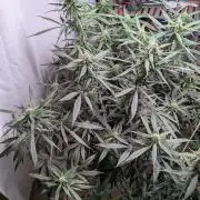 Attempting a staggered grow