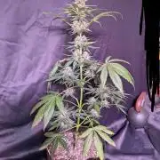 First outdoor grow part 2 (backup plant)