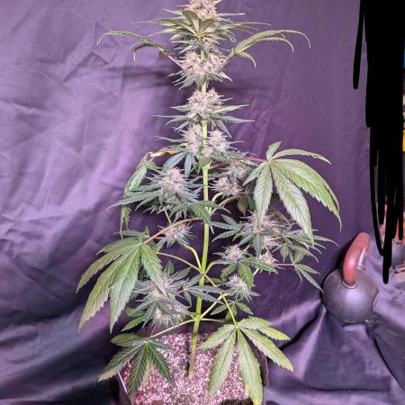 First outdoor grow part 2 (backup plant)