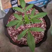 Attempting a staggered grow
