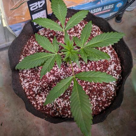 Attempting a staggered grow