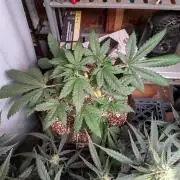 Attempting a staggered grow